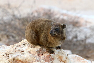 Daman sits on stones in the city park.