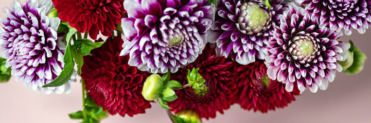 Beautiful bunch of dahlia flowers on pink background, Autumn garden flowers, banner size