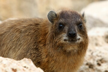 Daman sits on stones in the city park.