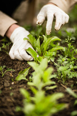 A woman's hand removes weeds. Weed and pest control in the garden. Cultivated land close-up. Agricultural plant growing in the garden