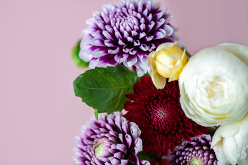 Beautiful bunch of dahlia flowers on pink background, Autumn garden flowers