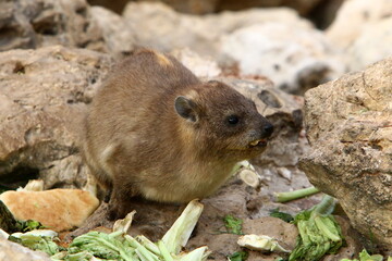Daman sits on stones in the city park.