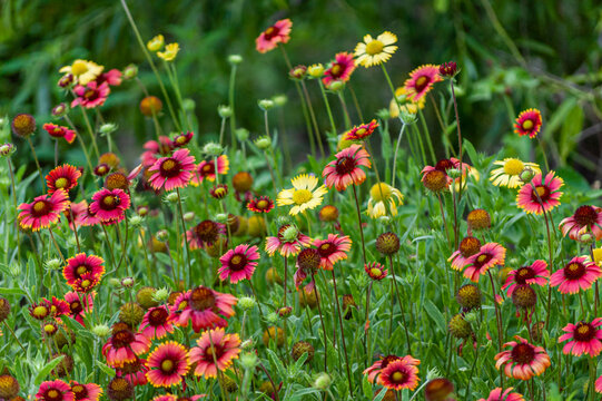 Filed of blooming red daisies