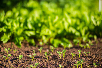 Crops planted in soil get ripe under sun. Cultivated land close up with sprout. Agriculture plant growing in bed row. Green natural food crop