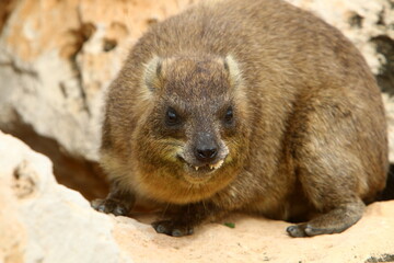 Daman sits on stones in the city park.
