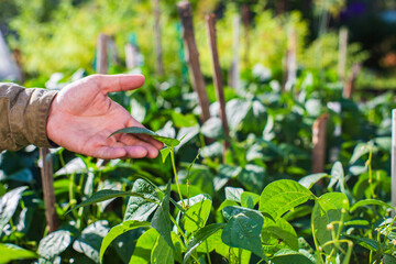 Farmer's hand touches agricultural crops close up. Growing vegetables in the garden. Harvest care and maintenance. Environmentally friendly products