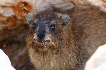 Daman sits on stones in the city park.