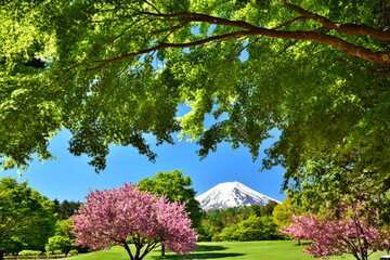 富士山と新緑