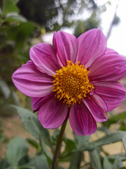 Obraz premium pink flower in the garden