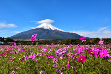 富士山とコスモス