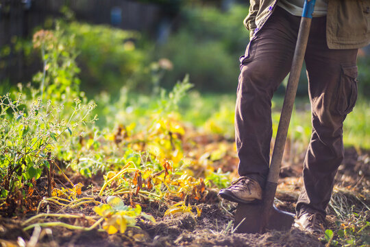 The farmer stands with a shovel in the garden. Preparing the soil for planting vegetables. Gardening concept. Agricultural work on the plantation