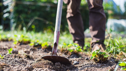 Farmer cultivating land in the garden with hand tools. Soil loosening. Gardening concept....