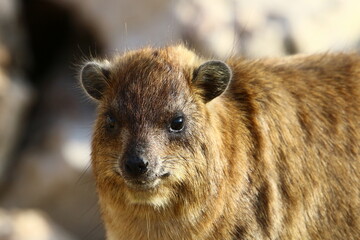 Daman sits on stones in the city park.