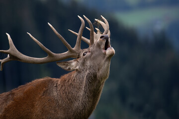 R&ouml;hrender Hirsch, Rotwild, Stadtwald Melsungen