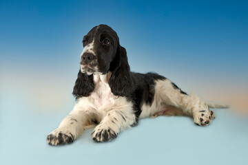 Portrait of an English Cocker spaniel puppy. The dog lies on a blue background and looks to the left. The color is white and black. Age 2 months.