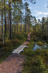 Planks over the ditch on a hiking trail in Lauhanvuori National Park, Isojoki, Finland