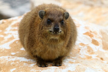 Daman sits on stones in the city park.