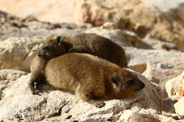 Daman sits on stones in the city park.