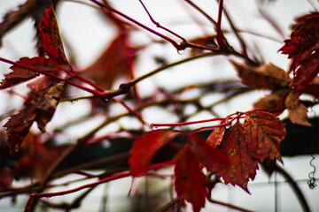 Colorful autumn leaves close up. Autumn background. Beautiful natural strong blurry background with copyspace