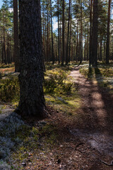 Fototapeta premium Hiking trail through a forest with large trunks of pine trees in Lauhanvuori National Park, Isojoki, Finland