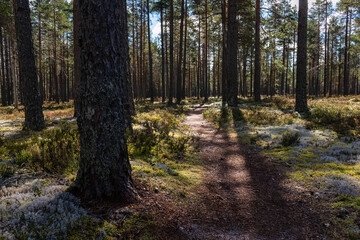 Fototapeta premium Hiking trail through a forest with large trunks of pine trees in Lauhanvuori National Park, Isojoki, Finland