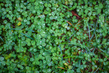 Fresh green grass in sunny summer day in park. Beautiful natural countryside landscape with blurry background