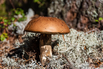 Brown mushroom (Leccinum scabrum) commonly known as the rough-stemmed violet, scaber stalk, or birch bolete among the white lichen. Close up shot in nature.