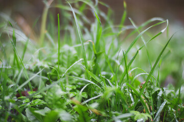 Fresh green grass in sunny summer day in park. Beautiful natural countryside landscape with blurry background