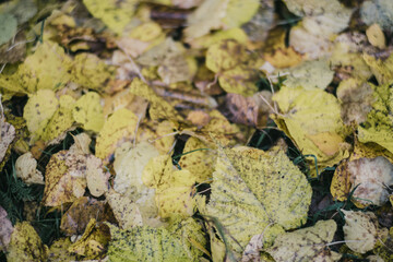 Colorful autumn leaves close up lie on the ground. Autumn background with copyspace