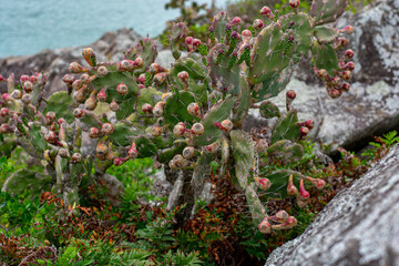 Fototapeta na wymiar cactus with fruits on the mountain rocks
