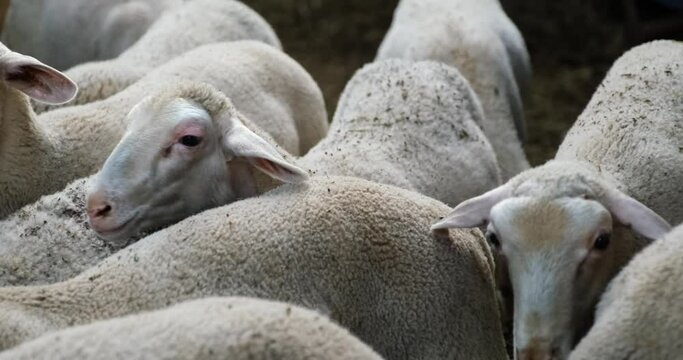 Sheeps on a Flock Farm