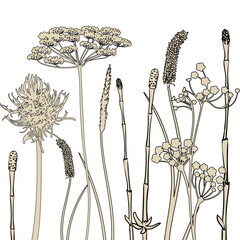 wallpaper with a graphic image of a set of field herbs and flowers on a white background