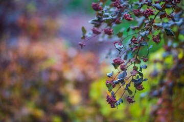 Tree branch with colorful autumn leaves close up. Autumn background. Beautiful natural strong blurry background with copyspace