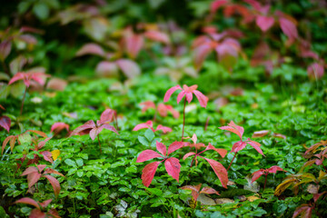 Tree branch with colorful autumn leaves close up. Autumn background. Beautiful natural strong blurry background with copyspace