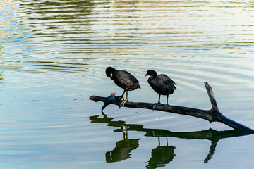 The coot bird is a small waterfowl.