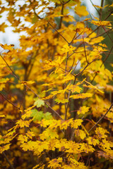 Tree branch with colorful autumn leaves close up. Autumn background. Beautiful natural strong blurry background with copyspace
