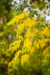 Tree branch with colorful autumn leaves close up. Autumn background. Beautiful natural strong blurry background with copyspace