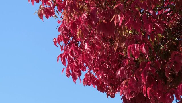 Exotic pink tree on blue sky  (Lecythis pisonis). South America flora.
