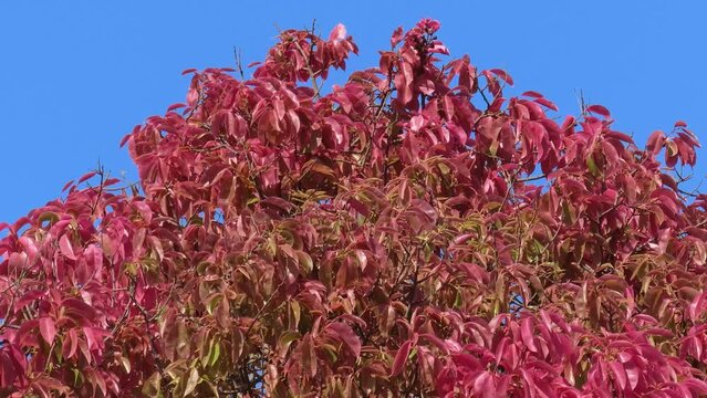 Exotic pink tree on blue sky  (Lecythis pisonis). South America flora.