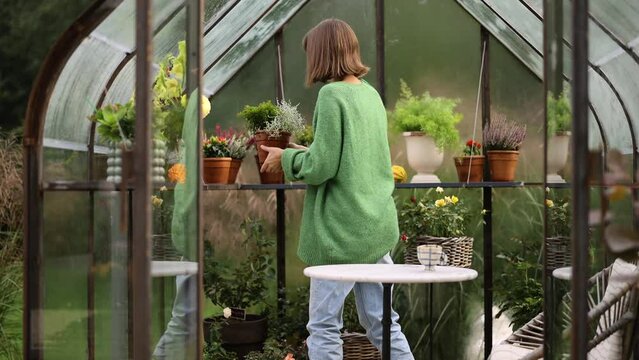 Young woman florist takes care of plants and flowers in tiny orangery at backyard. Vintage greenhouse made of rusty metal and glass