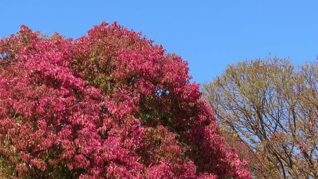 Exotic pink tree on blue sky  (Lecythis pisonis). South America flora.