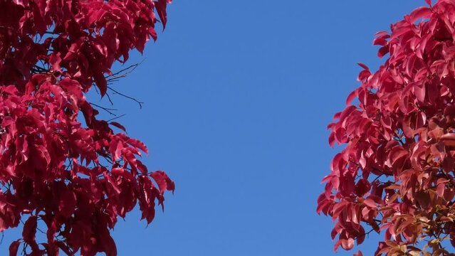 Exotic pink tree on blue sky  (Lecythis pisonis). South America flora.
