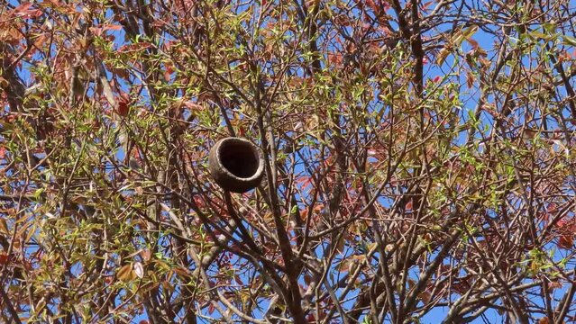 The cream nut or monkey pot fruit of Lecythis pisonis tree.