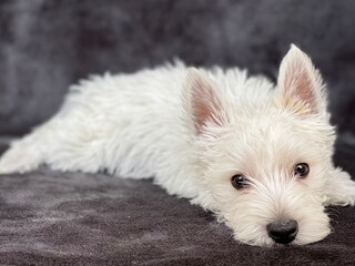 West Highland White Terrier