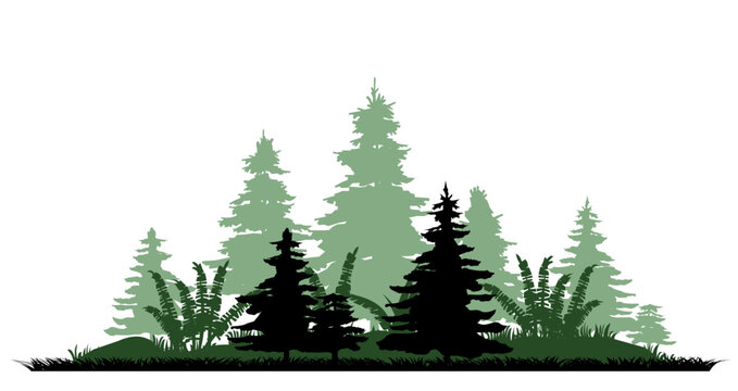 Hill with ferns. Coniferous forest with firs and pines. Landscape with trees and grass. Silhouette picture. Isolated on white background. Vector.