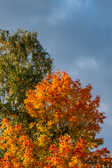 Fototapeta premium the beauty of autumn foliage