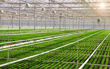 Industrial greenhouse with rows of cultivation. - 536156515