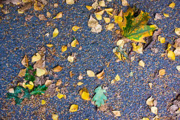 fallen yellow leaves on the asphalt in the rain