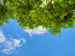 신록의 나뭇잎과 파란하늘 흰구름
