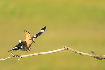 Eurasian hoopoe (Upupa epops)